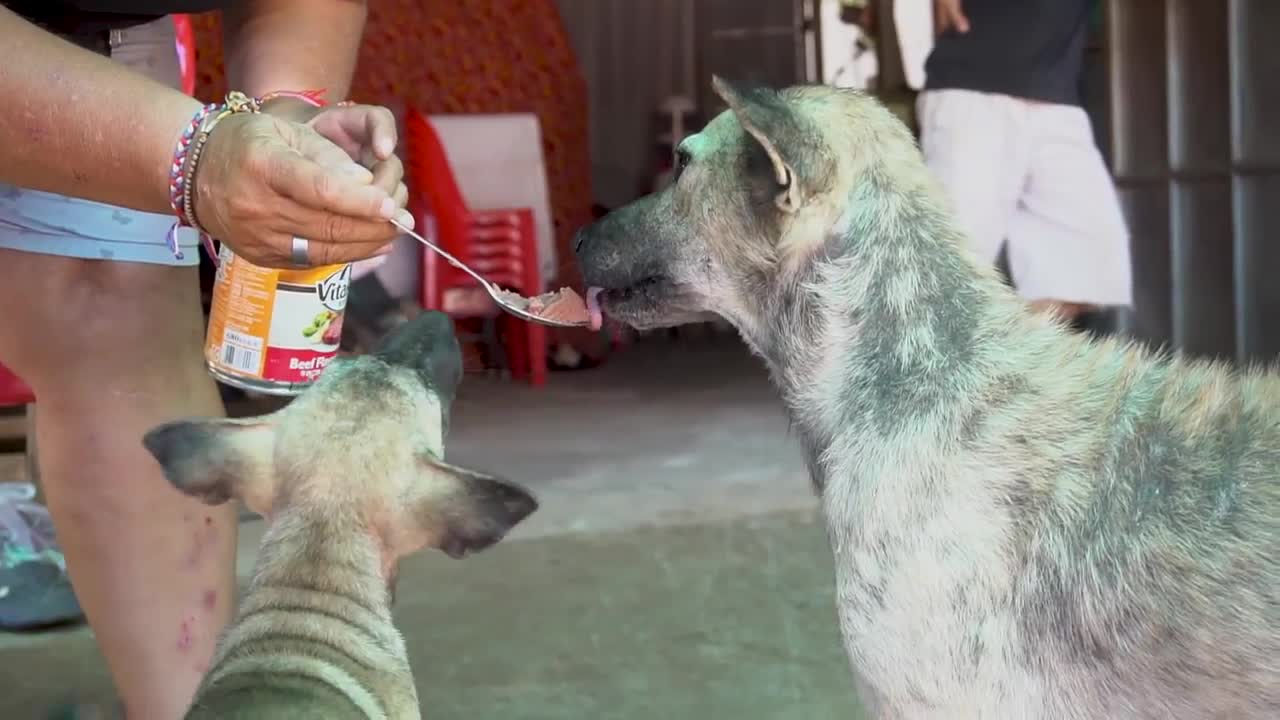 Friendly stray dog got feed