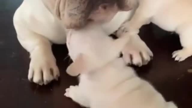 Funny and Cute DOG Videos Compilation