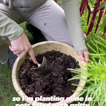 How to grow saffron crocuses in your own garden