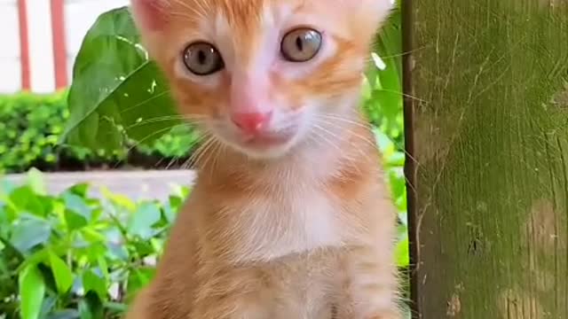 The kitten doesn't know it's shedding hair, it just wants to rub against you