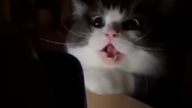 Cat Horror Story