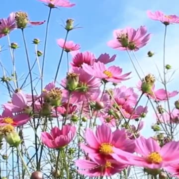 I Release the Blockages Towards Healthy Weight Loss that I Inherited from My Ancestors Short #174hz