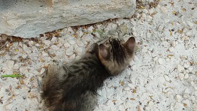 wow so cute baby cat #shorts #trending #tiktok #cat #video #shortsfeed #viralshort #shortfeed