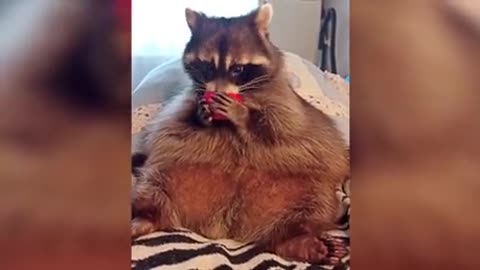 Baby Racoon Only Drink From A Cup