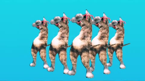 Cat dance funny video 2022