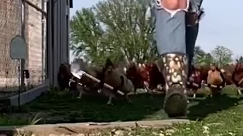 A Chicken Army 🔫🔪✂️⚔️🐔 - Funny Animal Videos 😀😀 #shorts