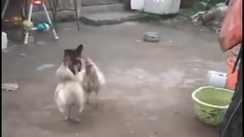 🐓Animal funny video