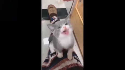 try not to laugh with these pet videos