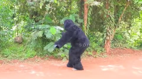 Fake gorilla prank with Monkey