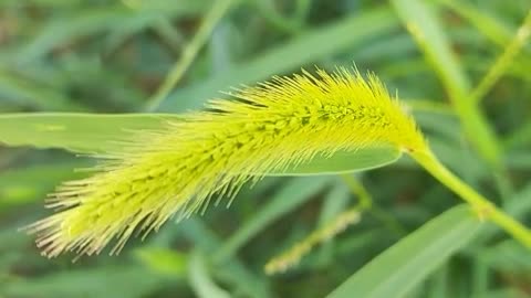 Is this plant fruit or flower