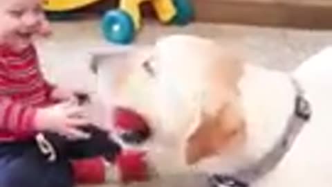 Funny baby and dog