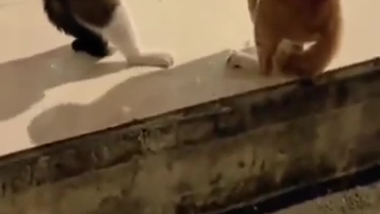 Funny and Fails Pets Video #shorts #shortvideo #video #virals #videovira