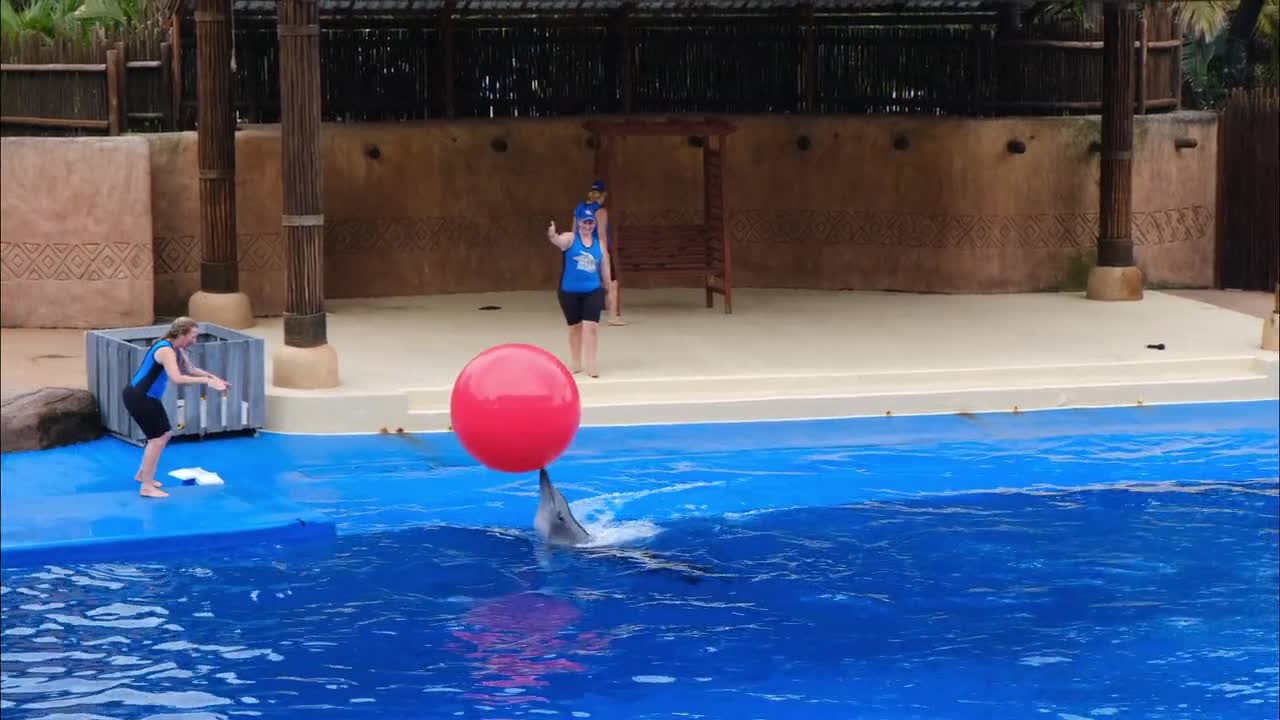 Dolphin plays ball with trainer