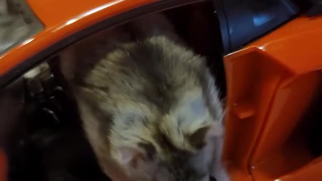 Hamsters riding a Ferrari 2