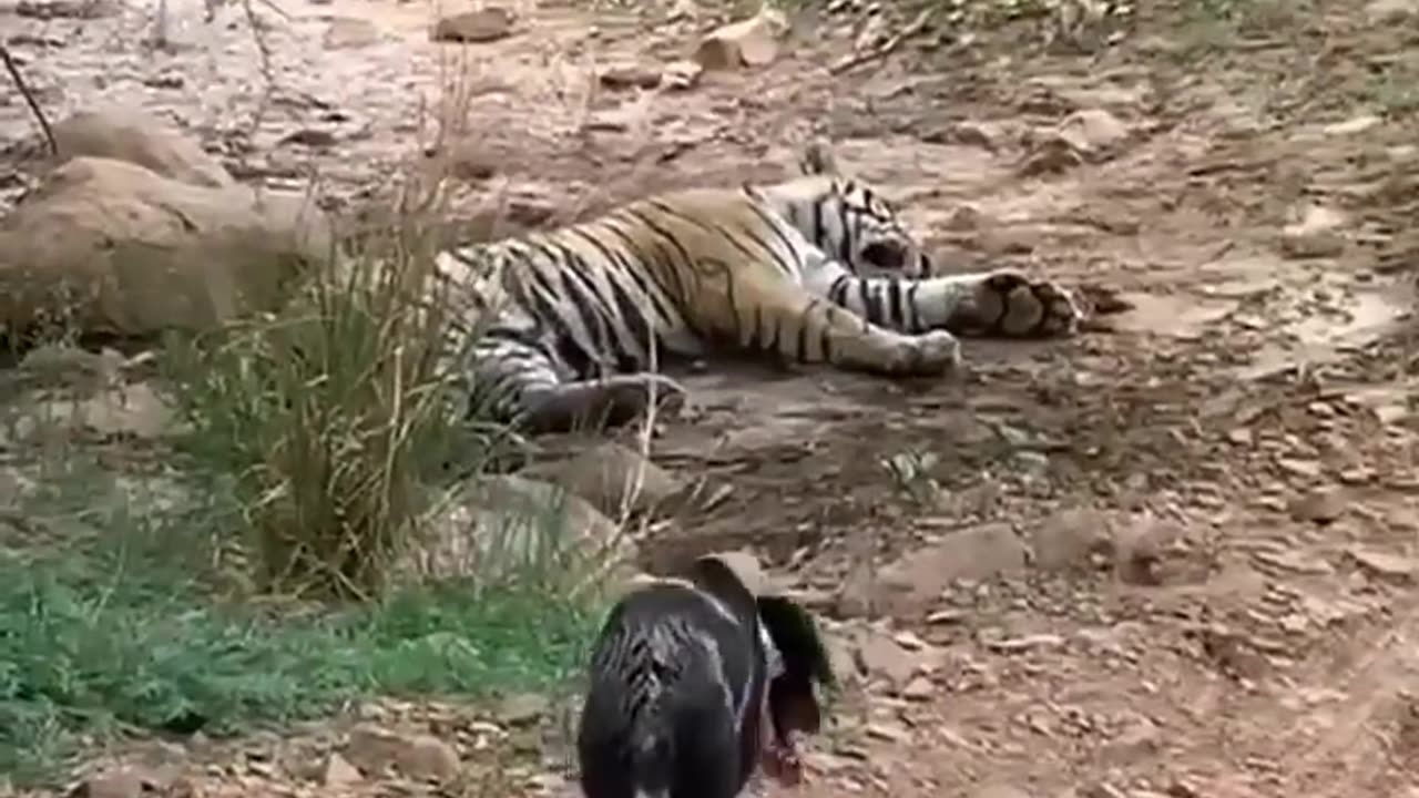 *Warning Graphic* Tiger attacks dog!