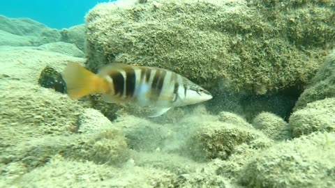 fight between grouper and painted comb