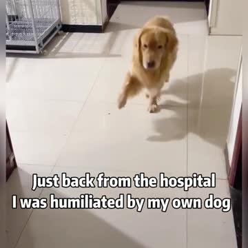 humiliated by my dog