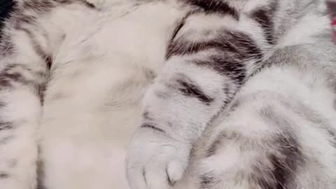 Cute cat video