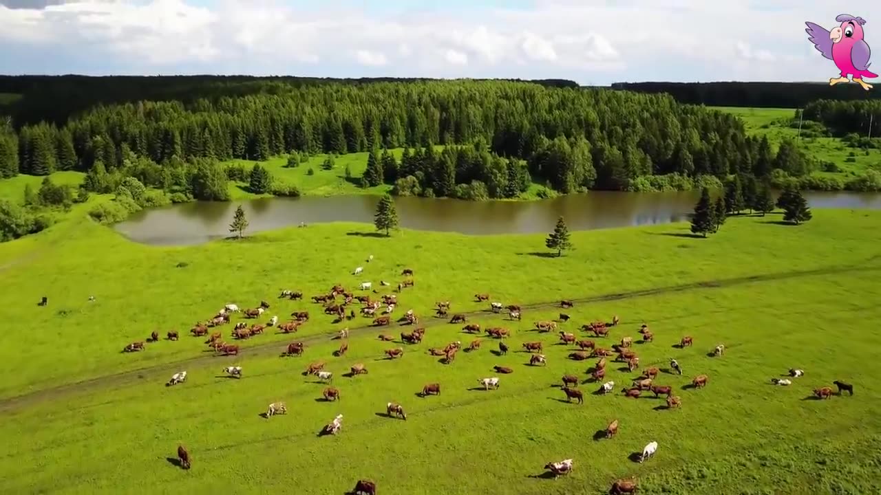 COW VIDEO