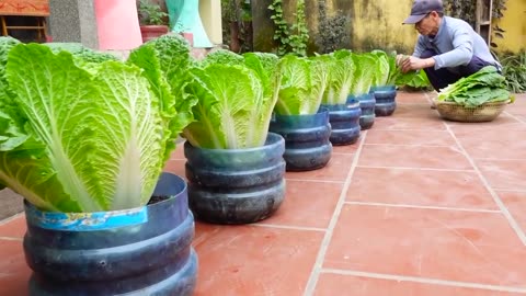 You don't need a garden, grow Chinese cabbage directly in pots to feed your family!