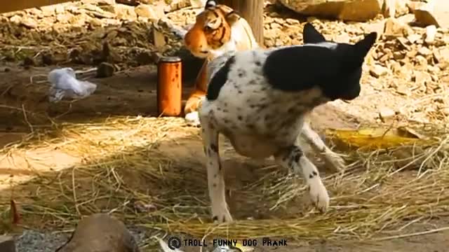 Troll Funny Dog Prank & Fake Lion and Fake Tiger Prank To dog ,Huge Box Prank.Troll Video#05