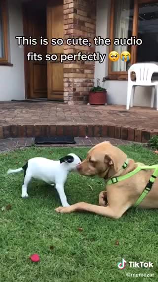 Hi hi good morning. What a cute dog