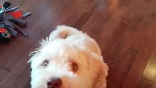 Havanese Wants Breakfast