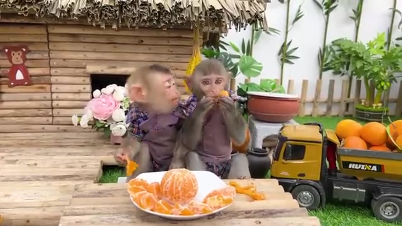 Monkey funny video#