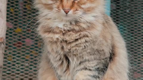 portrait-shot-of-a-cat
