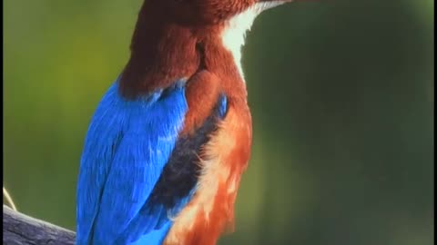 Wildlife's & Fun's