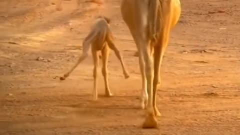 camel baby