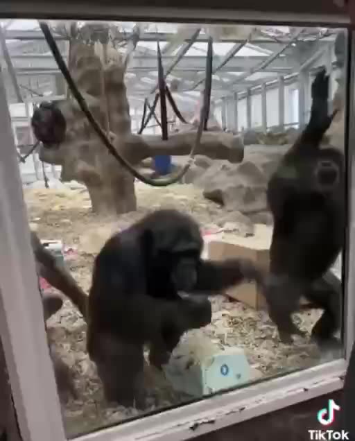 Apes are shocked at seeing prosthetic legs 😱