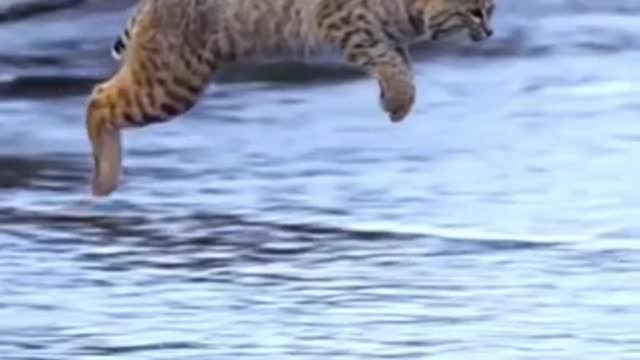 Amazing Tiger Pub Jump In Slow Motion