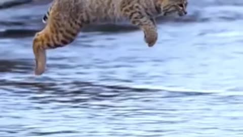 Amazing Tiger Pub Jump In Slow Motion