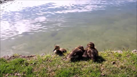 Cute duck playing in water