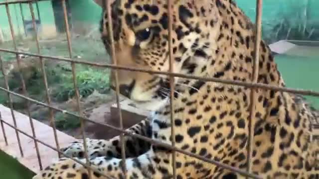 jaguar in brazil onça pintada animal