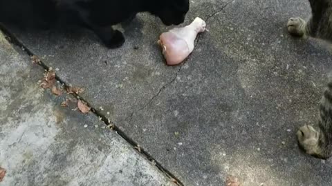 Our cats react to raw meat they haven't hunted and killed themselves