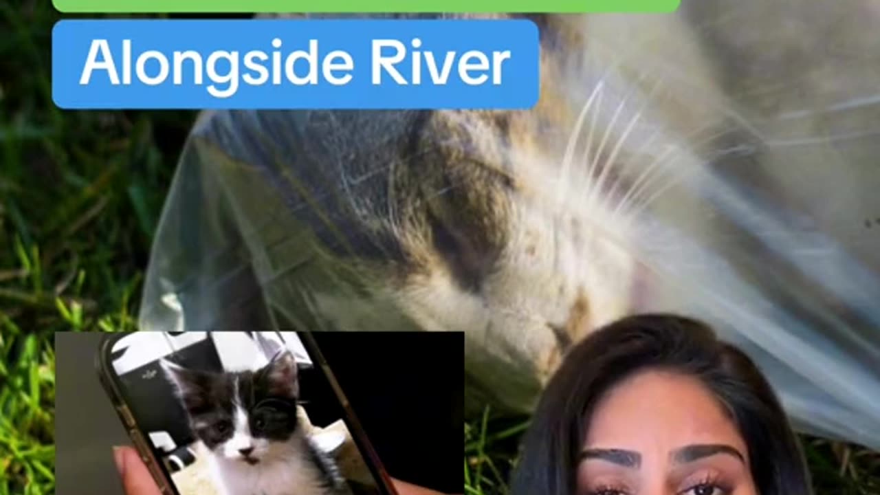 Another Cat in Winnipeg found dead