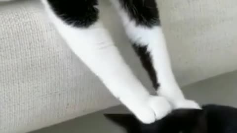 cute cat funny videos 😹😻 _ funny videos