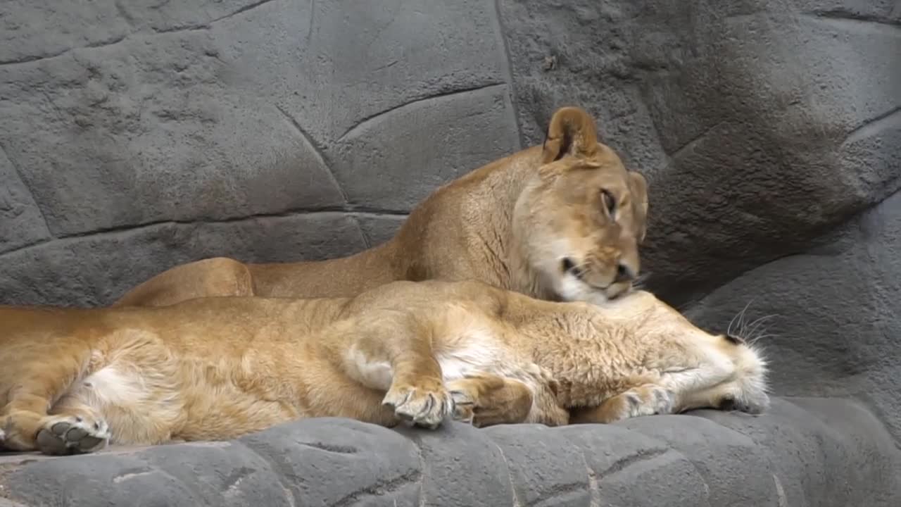 Cub Al Assad with his brother relaxing in the wild