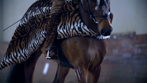 Horse in Tiger Dress Walking and Breathing Deeply