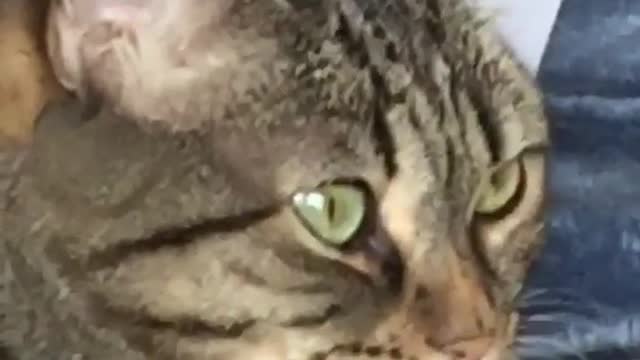 Grey cat staring out at something