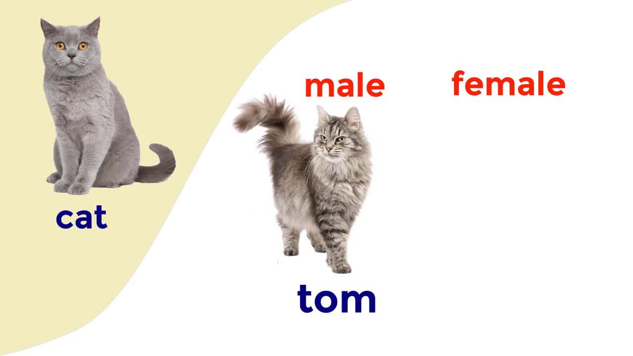 Male And Female Animal Names In English - Animals Vocabulary With Pictures