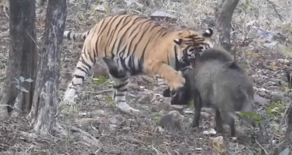 The tiger caught the boar.