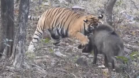 The tiger caught the boar.