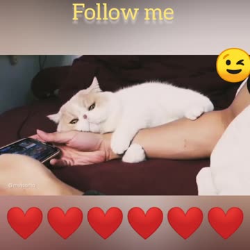 Cat love with owner so amazing happiest moment