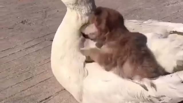 Puppy And Duck Friend ship
