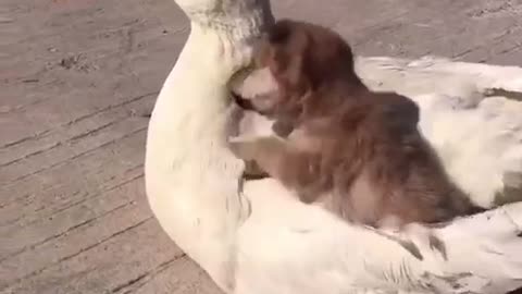 Puppy And Duck Friend ship