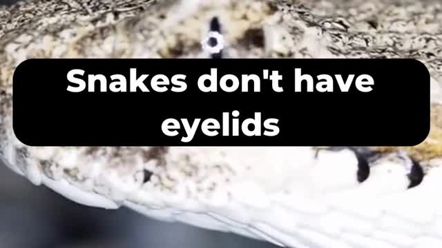 Top 5 Unbelievable Facts about Snakes 🤯😨🙀 #Top5