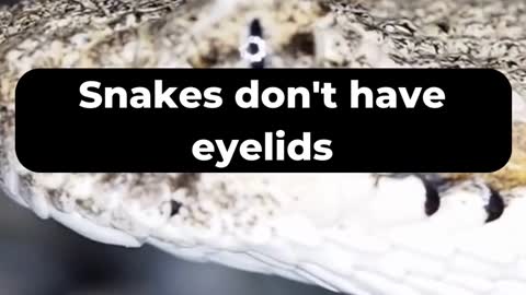 Top 5 Unbelievable Facts about Snakes 🤯😨🙀 #Top5